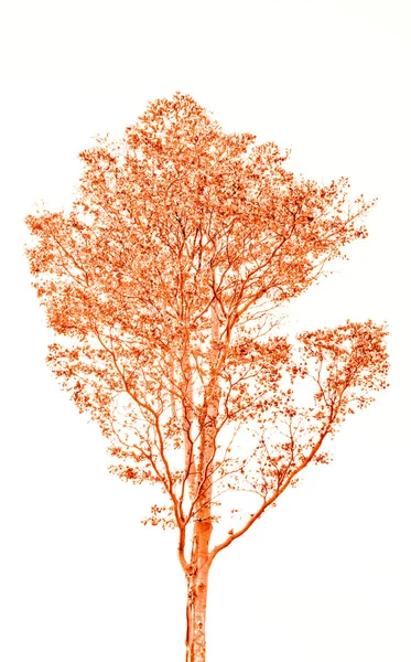 Ветви дерева — стоковое фото