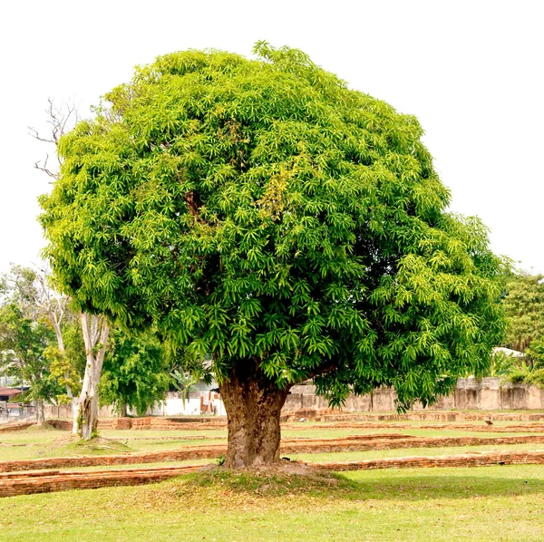The Big green tree — Stock Photo, Image