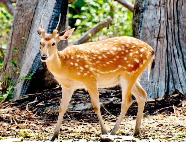 The Deer — Stock Photo, Image