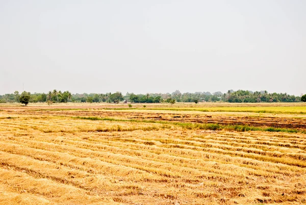 Il campo di riso — Foto Stock