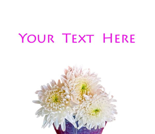 白い背景上に分離されて白い菊の花 — ストック写真