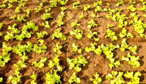 The Nursery lettuce on green house — Stock Photo, Image