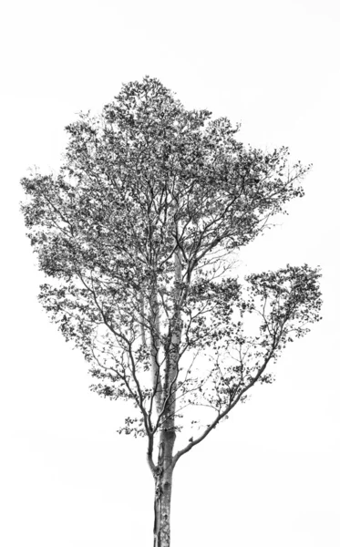 Ветви дерева — стоковое фото