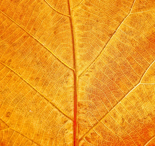 The Leaf texture grunge style — Stock Photo, Image