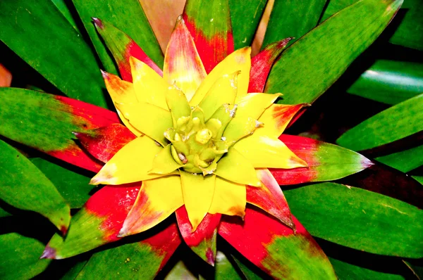 Тропічна ананасова квітка — стокове фото
