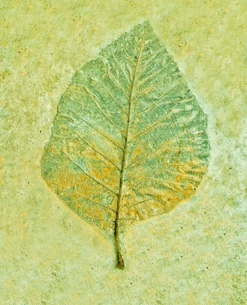 Відбиток листя ізольовано на цементному фоні — стокове фото
