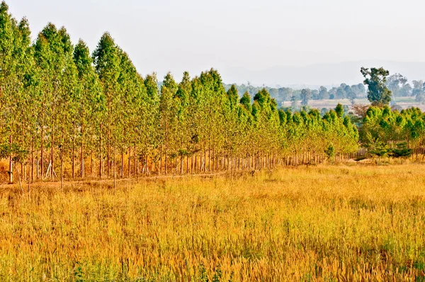 La plantación de eucalipto para la industria papelera — Foto de Stock