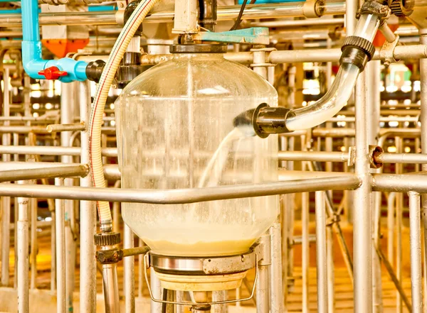 Urządzenie mleka w gospodarstwie krowy — Zdjęcie stockowe