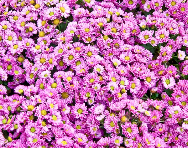 A színes purple daisy — Stock Fotó