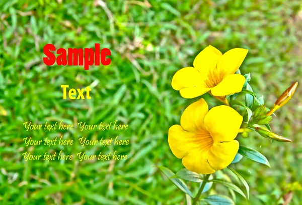 The Yellow flower — Stock Photo, Image