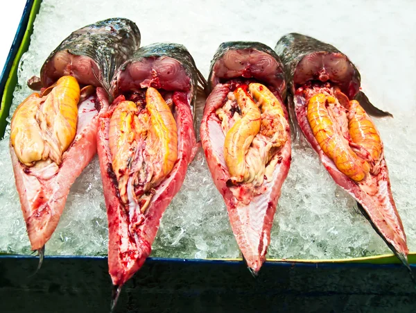 De gestreepte snakehead vis met ei — Stockfoto