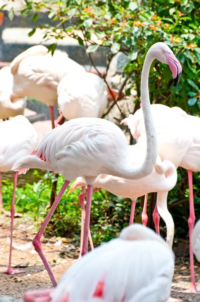 De roze flamingo — Stockfoto