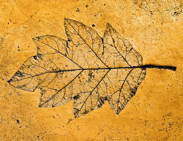 The Imprint of leaf isolated on cement background — Stock Photo, Image