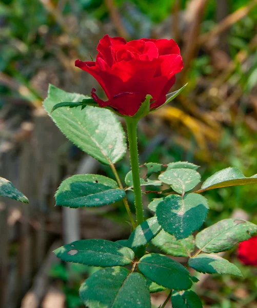 The Red rose — Stock Photo, Image