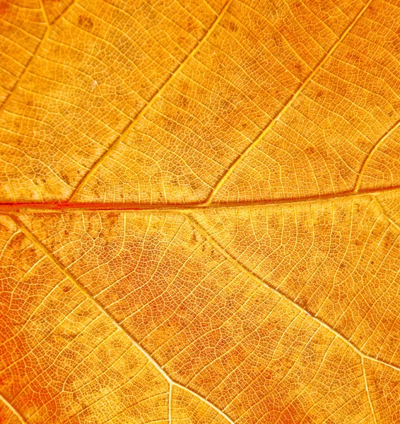 La texture des feuilles style grunge — Photo