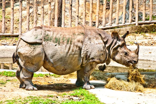 O rinoceronte comendo palha de grama no zoológico — Fotografia de Stock