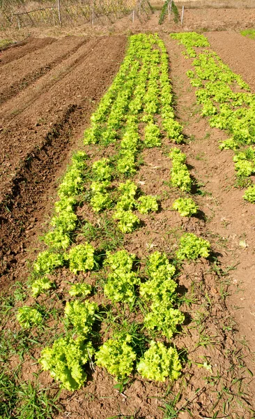De rijen van groenteplanten groeien op een boerderij met blauwe lucht en — Stockfoto
