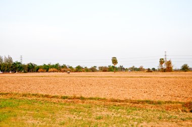 el campo Ajuste del suelo antes de plantar arroz