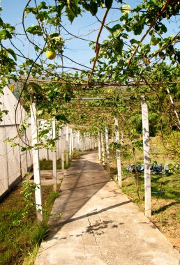 Yol boyunca yeşil ev