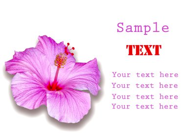 The Pink hibiscus isolated on white background clipart