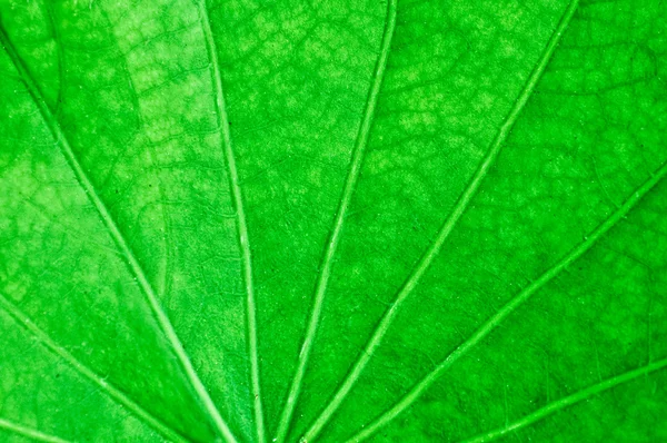 A folha verde de textura de fundo de lótus — Fotografia de Stock