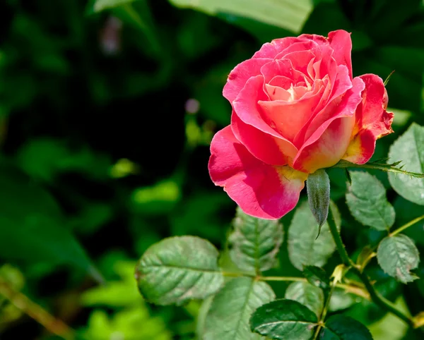 Den röda rosen — Stockfoto