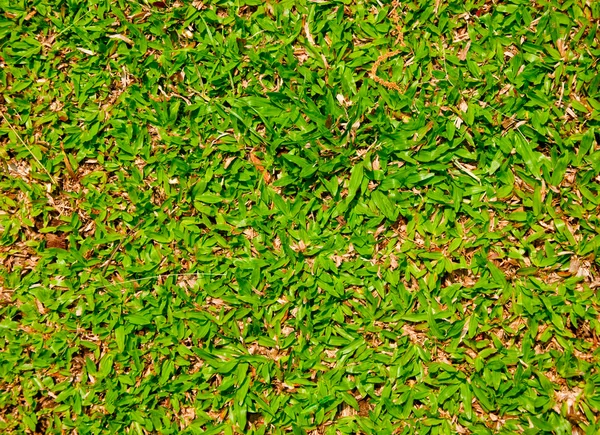 緑の草背景テクスチャ — ストック写真