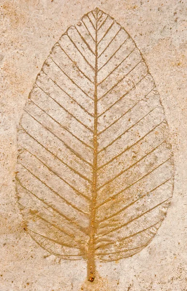De afdruk van leaf op cement vloer achtergrond — Stockfoto