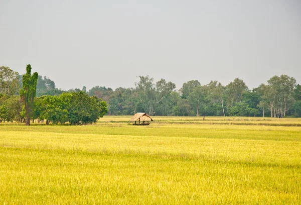 De rijst in de rijst veld — Stockfoto