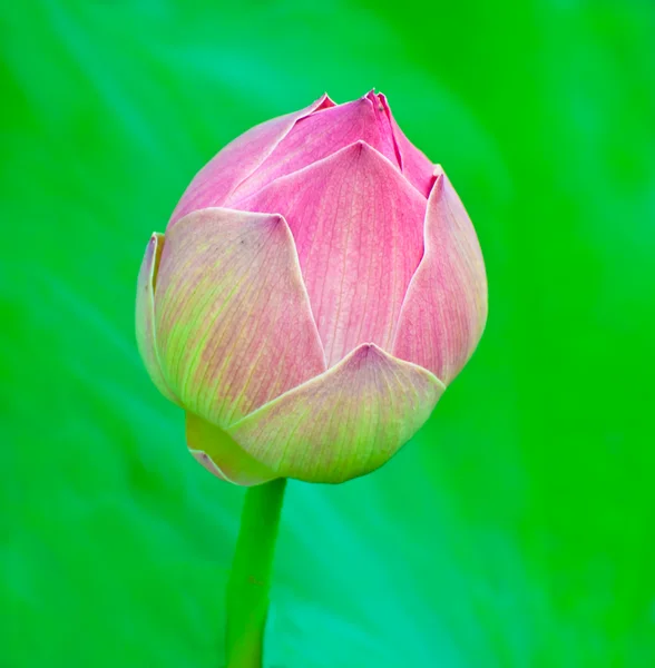 Le Lotus — Photo