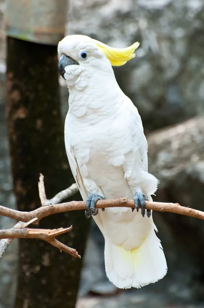 De geel-crested cockatoo — Stockfoto
