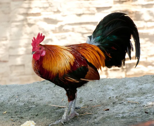 The Thai chicken — Stock Photo, Image