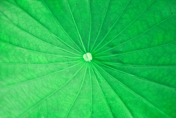 Zielony liść lotosu tekstura tło — Zdjęcie stockowe
