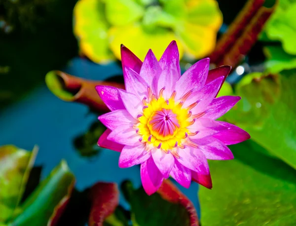Krásné lotus na rybníku — Stock fotografie