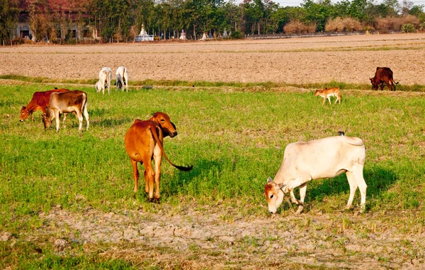 La mucca sul campo — Foto Stock