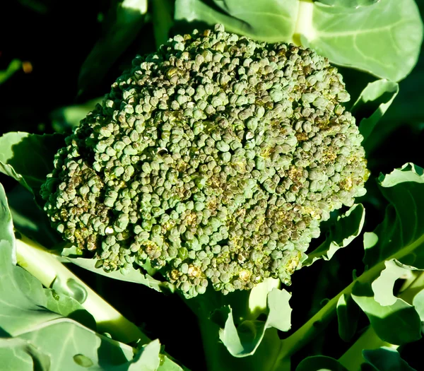 Broccoli på anläggningen gård — Stockfoto