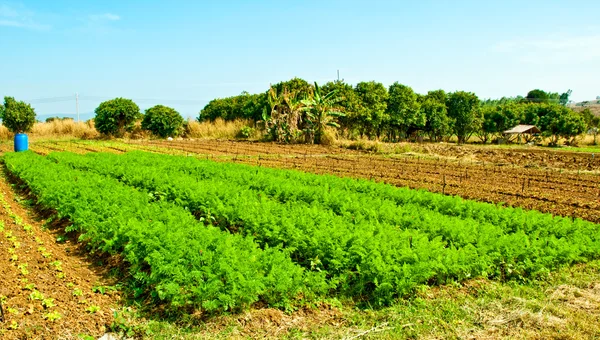 Die Reihen von Möhrenpflanzen, die auf einem Bauernhof mit blauem Himmel und einem — Stockfoto
