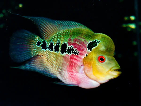 Il pesce ciclide — Foto Stock