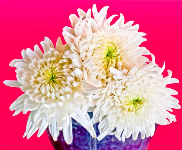 The White chrysanthemum flower on pink background — Stock Photo, Image