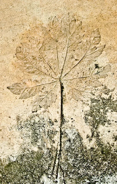 The Imprint of grape leaf on concrete floor — Stock Photo, Image