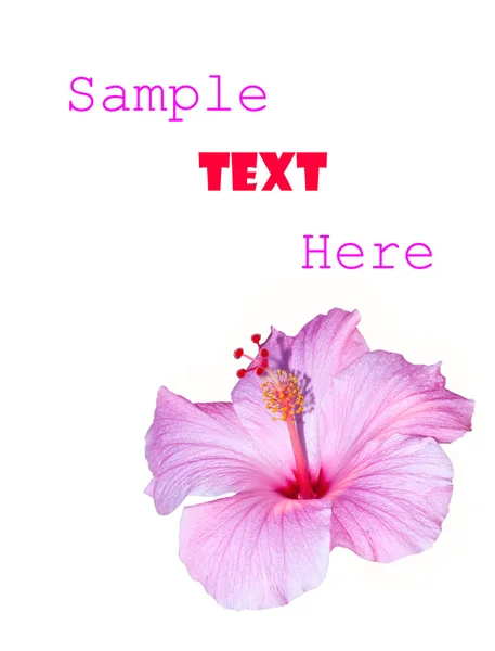 A rózsaszín hibiszkusz elszigetelt fehér background — Stock Fotó