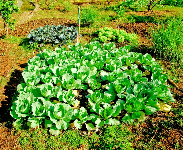 The Fresh cabbage on planting farm — Stock Photo, Image