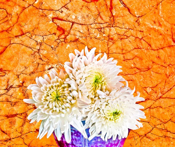 The White chrysanthemum flower on marble background — Stock Photo, Image