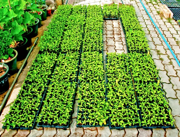 Rostliny v zeleném domě — Stock fotografie