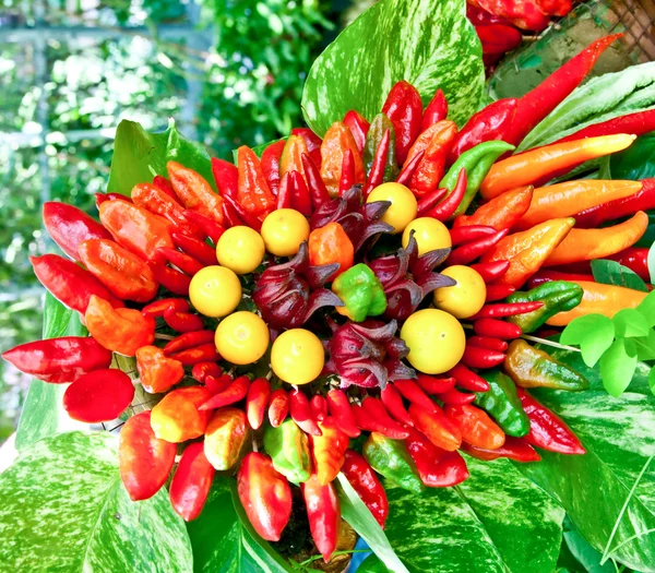 De kleurrijke van chili — Stockfoto