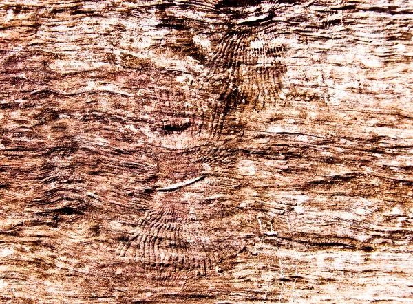 The Tree bark texture — Stock Photo, Image