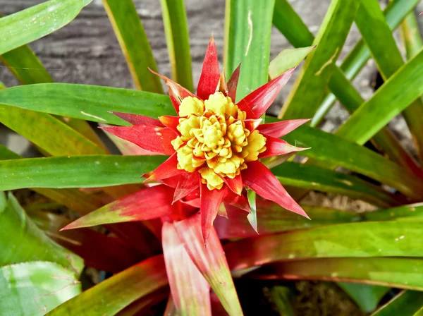 Tropický ananas květ — Stock fotografie