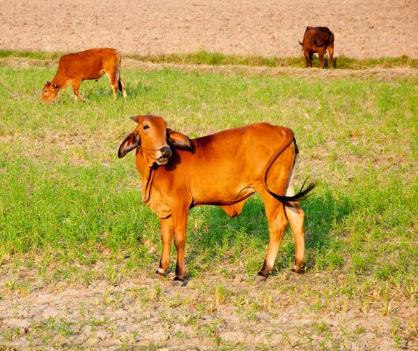 Die Kuh auf dem Feld — Stockfoto