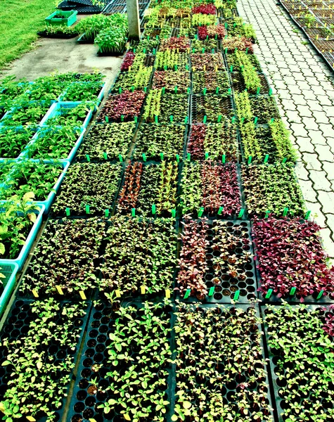 La Pianta vegetale in serra — Foto Stock