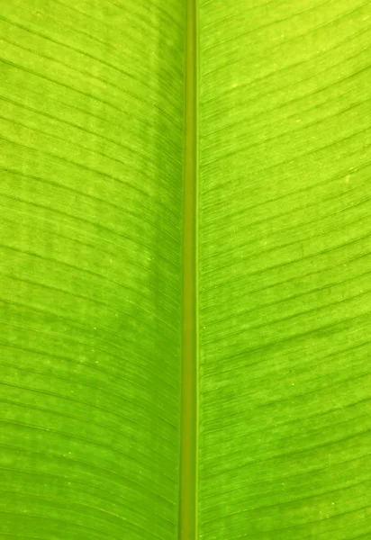 热带香蕉叶纹理 — 图库照片